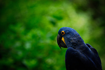 Animals, Parrots, Bird, Beak, Head HD wallpaper