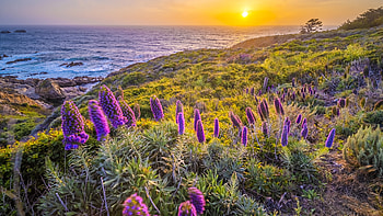 Meadow, Purple, Flowers, Bushes, Grass, Field, Sunset, Ocean, Waves, Stones, Rocks, Reflection, Water, Beach, Trees, Branches Nature HD wallpaper