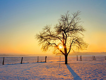 Cold morning, cod, snow, sunrise, tree HD wallpaper