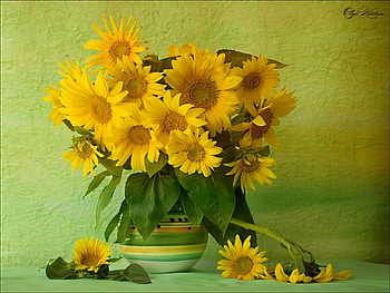 Sunflowers, vase, beautiful, nice, still life, delicate, pretty, petals, yellow, flowers, lovely HD wallpaper
