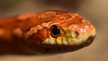 Animals, Eyes, Reptile, Snake, Boa HD wallpaper