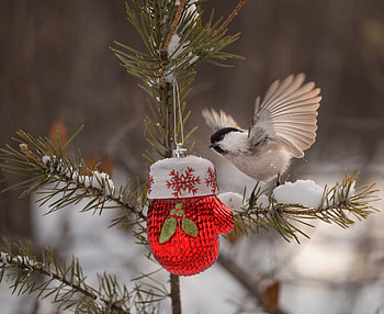 My Glove!, Needle, Toy, Bird, Winter, Tit, Branches HD wallpaper