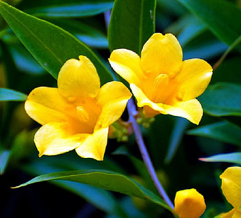 CAROLINAS YELLOW JESSAMINE A SPECIAL GIFT TO JASMINE, sc, state, flower, yellow HD wallpaper