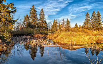 Nature, Trees, Autumn, Lake, Forest HD wallpaper