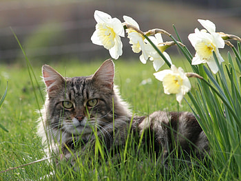 Maine coon, animal, kitten, flower, cute, cat, grass, feline, breed HD wallpaper