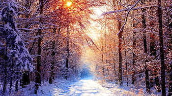Like or share Creek Winter Forest X Winter Snowy Forest . HD wallpaper