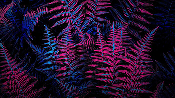 Neon Plants HD wallpaper