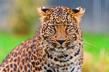 Animals, Leopard, Muzzle, Spotted, Spotty, Predator, Big Cat HD wallpaper