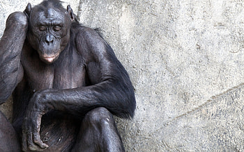 Mused chimpanzee, Stone wall HD wallpaper
