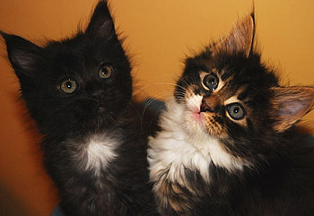 2 cute kittens, two, cute, beautiful, lovely, kittens HD wallpaper