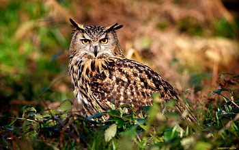Owl, Animals, Birds HD wallpaper