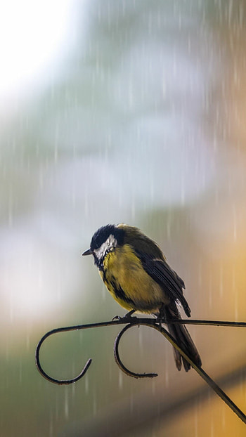 Great Tit, Rain HD phone wallpaper
