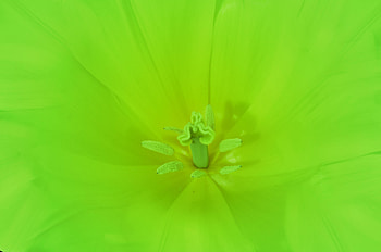 Flower, Macro, Bright HD wallpaper