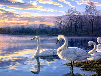 Animals, Birds, Swans HD wallpaper