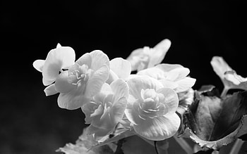 Beauty in Black and White, white, black, flower, black and white, beauty HD wallpaper