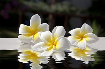 Plumeria, Water, Flowers, White, Reflection HD wallpaper