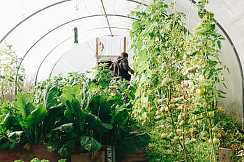 A farmer tending to vegetables in a lush greenhouse in County Galway, Ireland. HD wallpaper