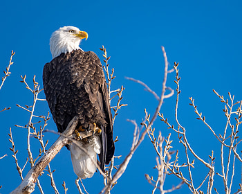 Animals, Bird, Wood, Tree, Branches, Predator, Eagle HD wallpaper