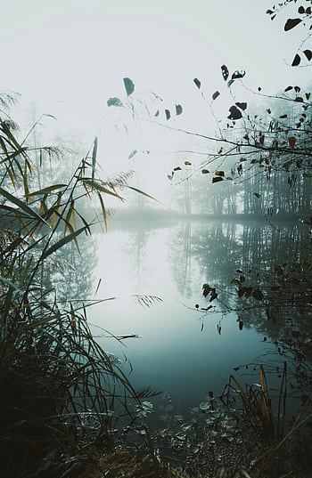 A misty lake scene with reflections and lush flora, captured at sunrise, evokes tranquility and natural beauty. HD phone wallpaper