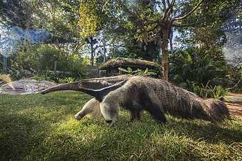 Anteater, Top backgrounds, Wildlife, Mammals HD wallpaper