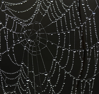 Web, Drops, Macro, Bw, Chb, Dew HD wallpaper