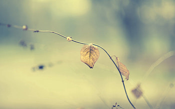 Grass, Leaves, Macro, Dry, Stem, Stalk HD wallpaper