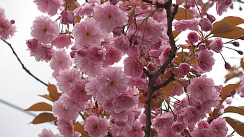 Flowers, Pink, Plant, Bloom, Flowering, Branch HD wallpaper