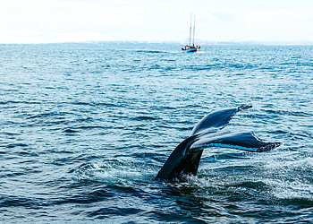Animals, Sea, Predator, Fish, Whale, Tail HD wallpaper