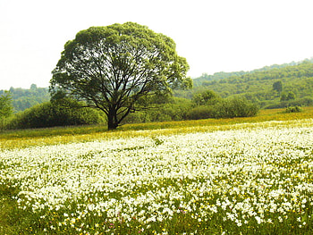 Valley of daffodils, sunshine, white, daffodils, , wonderful, tree, one, field, valley, yellow, forever HD wallpaper