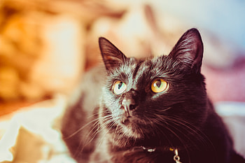 Animals, Cat, Muzzle, Pet, Sight, Opinion HD wallpaper