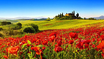 Beautiful Greenery Flowers,Tuscana,Italy, slope, green, landscape, nature, flowers, castle, spring, hill HD wallpaper