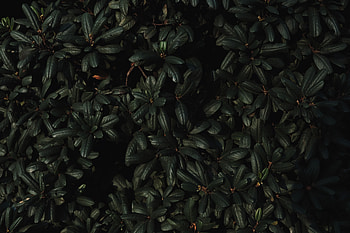 Nature, Leaves, Plant, Dark, Branches HD wallpaper