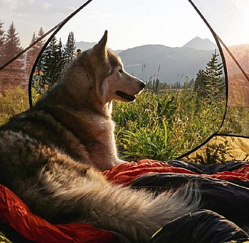 'Camping out with Loki'....., wolves, husky, animals, dogs, malamute HD wallpaper