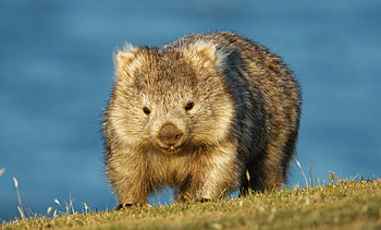 Wombats of Australia, Cute marsupials, Unique wildlife HD wallpaper
