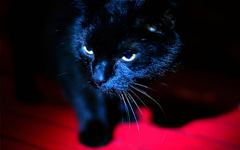 panther, cat, pet, black HD wallpaper