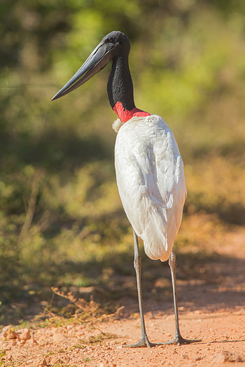 A Dinosaur A Day, Jabiru, Mycteria, Prehistoric HD phone wallpaper