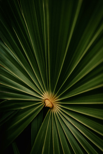 Close up, big plant's leaf HD phone wallpaper