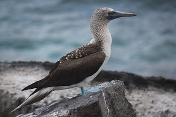 Animals, Bird, Galapagos Islands, Blue-Footed Boobies, Sinenogy Olusha HD wallpaper