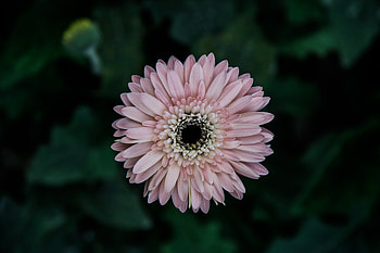 Flowers, Flower, Petals, Bud, Aster HD wallpaper