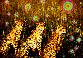 cheetas, animal, summer, beautiful, nature HD wallpaper