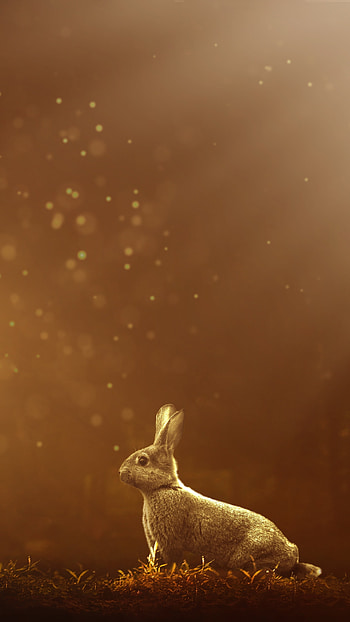 Rabbit , Sony Xperia , / , Stunning bunny HD phone wallpaper