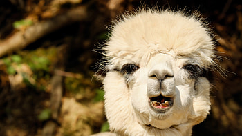 White alpaca, , Inspiring , 42232 HD wallpaper