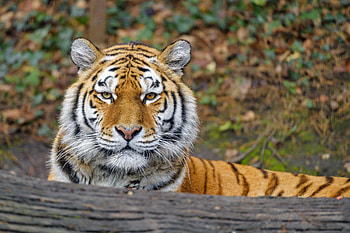 Animals, Predator, Big Cat, Sight, Opinion, Tiger, Animal HD wallpaper