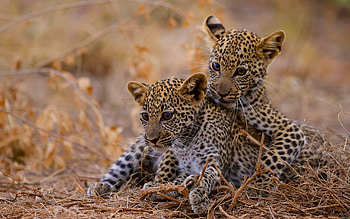 Leopard Cubs, animal, cat, leopard, cub HD wallpaper