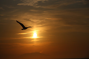 The wings of dom, bird, clouds, sky, nature, splendor, sun, sunset HD wallpaper