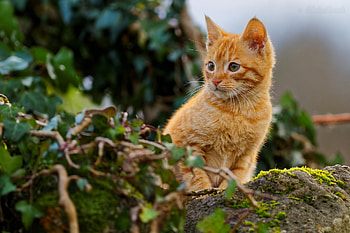 Kitten, pisica, animal, green, cat, orange, ginger HD wallpaper