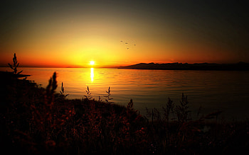 Nature, Birds, Sunset, Grass, Lake, Shore, Bank HD wallpaper