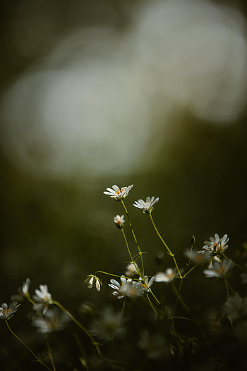 Flowers, Grass, Petals, Focus, Star, Zvezdchatka HD phone wallpaper
