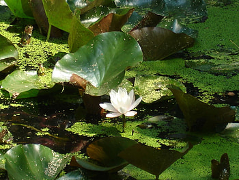 Plants, Flowers, Lilies HD wallpaper