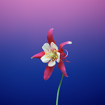 ios 11, flower, gradient, aquilegia HD phone wallpaper